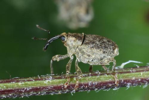 Réf. 293 337 : Parethelcus pollinarius